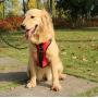 SHUNAI No Pull Dog Harness Pet Vest, Walking Dog Harness, Adjustable & Breathable Design, Great fit for Poodle,Bulldog,Labrador,Golden Retriever,Husky,Bulldog,Shepherd Dog and More(Not Include Leash)