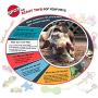 SPOT EZ Catch 6'' Ball | Dog Ball with Handle | Rubber Basketball Design | Pet Toys | Dog Toys | Dog Squeaky Toy | Interactive Dog Toys | Dog Balls | Dog Backyard Fun | Durable Dog Toys | Play Fetch