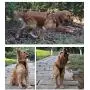 juxzh Truelove Soft Front Dog Harness .Best Reflective No Pull Harness with Handle and 2 Leash Attachments juxzh Truelove Soft Front Dog Harness .Best Reflective No Pull Harness with Handle and 2 Leash Attachments