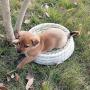 LWINGFLYER Big Bowl-Shaped Cat Scratch Board Pad Straw Pet Nest Bed Toy Supplies Rattan Bed Hand-Woven Cat Litter Cat Scratch Box Cat Favorite