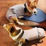 Stock Show Female Dog Diaper Dog Cute Summer Cotton Sanitary Pantie with Suspender Bathing Dress Jumpsuits Suspenders for Girl Dogs Puppy, Grey, XL