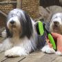 smartelf Pet Grooming Brush Self Cleaning Slicker Brushes for Dogs and Cats Long & Thick Hair Best Pet Shedding Tool for Grooming Loose Undercoat,Tangled Knots & Matted Fur