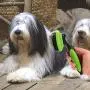 smartelf Pet Grooming Brush Self Cleaning Slicker Brushes for Dogs and Cats Long & Thick Hair Best Pet Shedding Tool for Grooming Loose Undercoat,Tangled Knots & Matted Fur