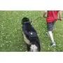 Pet Parents Premium Washable Dog Belly Bands (3pack) of Male Dog Diapers, Dog Marking Male Dog Wraps, High Absorbing Belly Band for Male Dogs Color: Black, Size: Extra Large Dog Belly Band