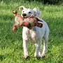 MajorDog Waldi Squeaking Dog Toy MajorDog Waldi Squeaking Dog Toy