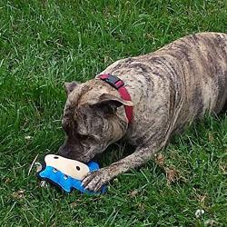 SmartPetLove Tender-Tuffs Simple - Tough Plush Dog Toys