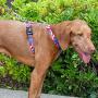 Tuff Lock Durable Figure-H Fully Adjustable Nylon Harness for Dog/Puppy, Made in USA - Figure H-Solids
