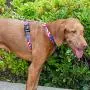 Tuff Lock Durable Figure-H Fully Adjustable Nylon Harness for Dog/Puppy, Made in USA - Figure H-Solids Tuff Lock Durable Figure-H Fully Adjustable Nylon Harness for Dog/Puppy, Made in USA - Figure H-Solids