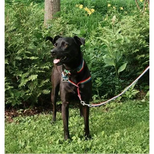 Walk Your Dog With Love No-Choke No-Pull Front-Leading Dog Harnesses - Original Edition Walk Your Dog With Love No-Choke No-Pull Front-Leading Dog Harnesses - Original Edition