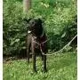Walk Your Dog With Love No-Choke No-Pull Front-Leading Dog Harnesses - Original Edition Walk Your Dog With Love No-Choke No-Pull Front-Leading Dog Harnesses - Original Edition