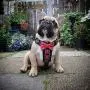 Bestia Bowtie Leather French Bulldog Harness. 100% Leather. Padded Chest Plate. Hand Made in Europe! Bestia Bowtie Leather French Bulldog Harness. 100% Leather. Padded Chest Plate. Hand Made in Europe!