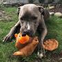 Smart Pet Love Plush Toy