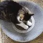KATRIS Nest Cat Scratcher Lounge Bed - for Rubbing, Resting, and Scratching KATRIS Nest Cat Scratcher Lounge Bed - for Rubbing, Resting, and Scratching