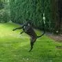Tumbo Tugger Exercise Dog Toy - (Hanging Bungee Rope tug Toy) ENTERTAINS Your Dogs w/Energetic, Interactive Solo Play tug or war Action Tumbo Tugger Exercise Dog Toy - (Hanging Bungee Rope tug Toy) ENTERTAINS Your Dogs w/Energetic, Interactive Solo Play tug or war Action