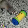 PIPOLINO-S - Mobile Food Dispenser for Well-Being and Health of Small Animals …