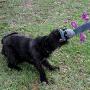 rocket & rex Chew Toys for Dog and Puppy. Teething, Gums, Dog Teeth Cleaning. Variety Packs That May Include Rope Toys, Stuffing Free Toys, Squeakers, Balls. (Unicorn)