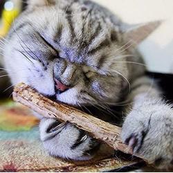 HOT! Cat Snacks Matatabi Chew Catnip Stick Teeth Molar Cleaning Brush Toy For Pet
