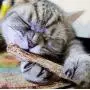 HOT! 25pcs Cat Cleaning Teeth Pure Natural Catnip Pet Cat Molar Toothpaste Stick Toy