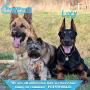 PETSWORLD Dobermans Training Giant Pads, 28x34 inch, 50 Ct