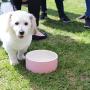 Magisso 90200 Water Bowl Natural Cooling Ceramic Keeps Water Cold, 20 cm Diameter, 1.8 litres, Pink