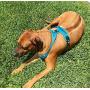 Chais Choice Best Outdoor Adventure Dog Harness. 3M Reflective Vest Caution - Please Measure Dog Before Ordering! Matching Leash and Collar Available