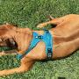 Chais Choice Best Outdoor Adventure Dog Harness. 3M Reflective Vest Caution - Please Measure Dog Before Ordering! Matching Leash and Collar Available